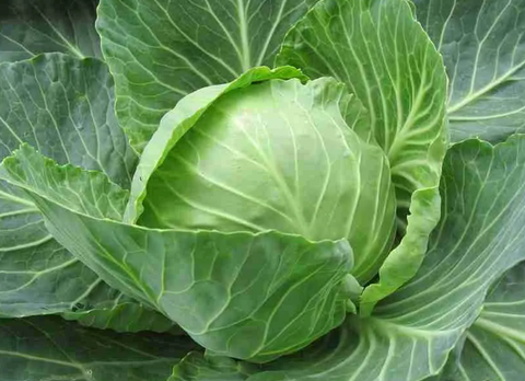 Can Guinea Pigs eat cabbage?