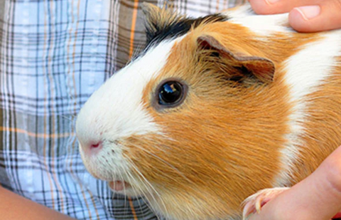 Can Guinea Pigs have bananas?