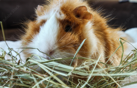 Can Guinea Pigs eat Oaten hay?