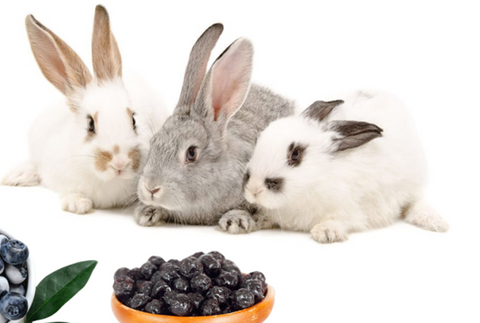 Can a rabbit eat blueberries? 