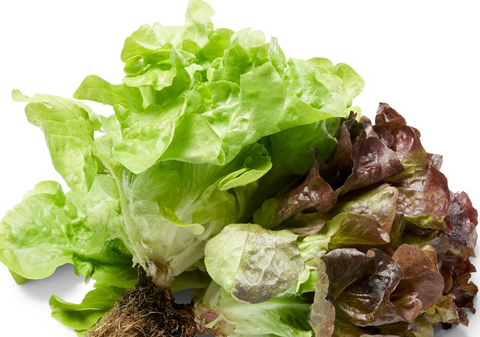 Can rabbits eat oak leaf lettuce? 