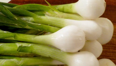 Can rabbits eat spring onions?