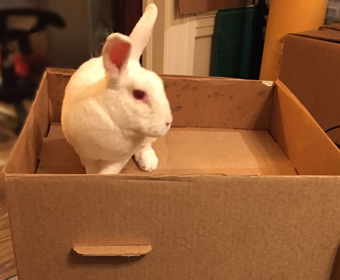 Can rabbits eat cardboard?