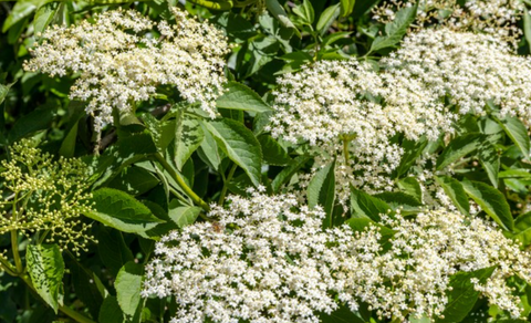 Can rabbits eat elderflower?