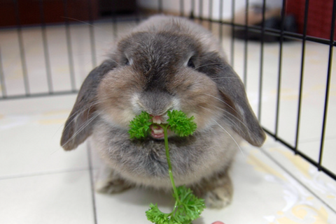 Can rabbits eat parsley?