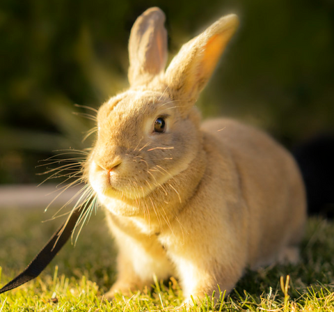 How to keep my rabbit cool in hot weather.