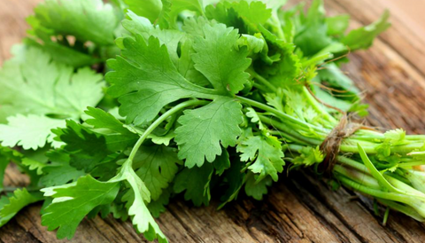 Can Horses Have Celery: Nutritional Delight