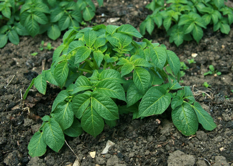 Potato plant.