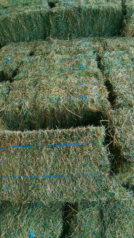 Bales of Lucerne hay.