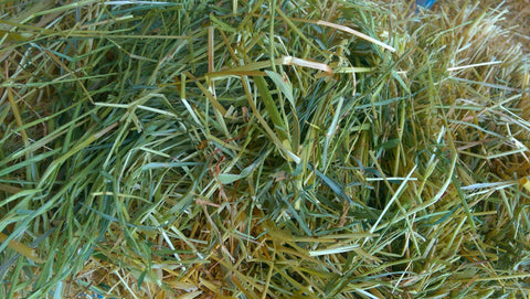 Oaten hay for rabbits.