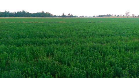 Field of lucerne hay