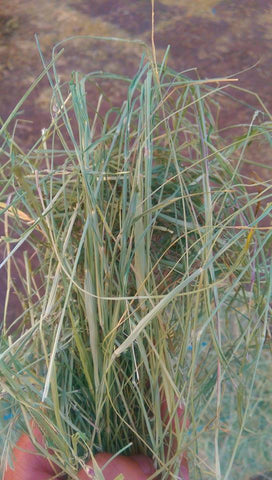 Teff hay for rabbits.