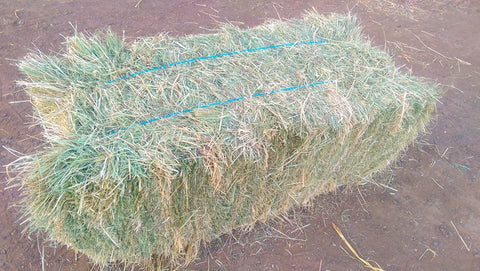 Teff hay for rabbit.
