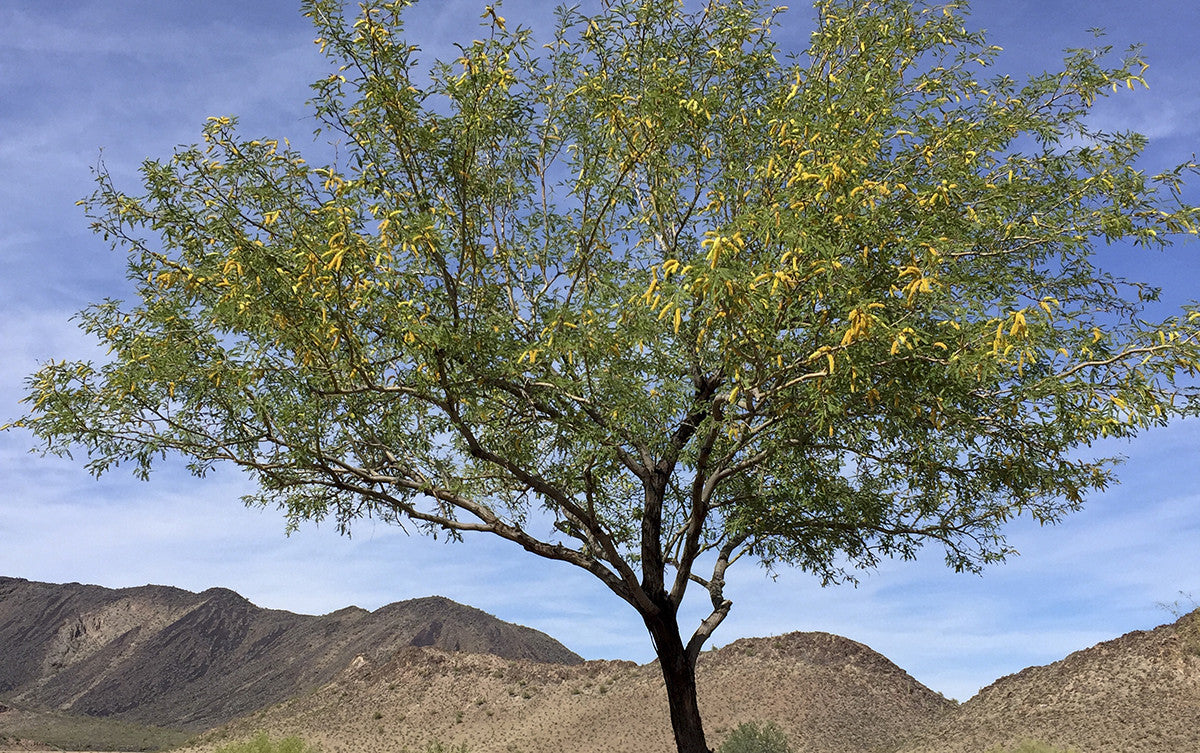 The Amazing Mesquite Tree - Cappadona Ranch