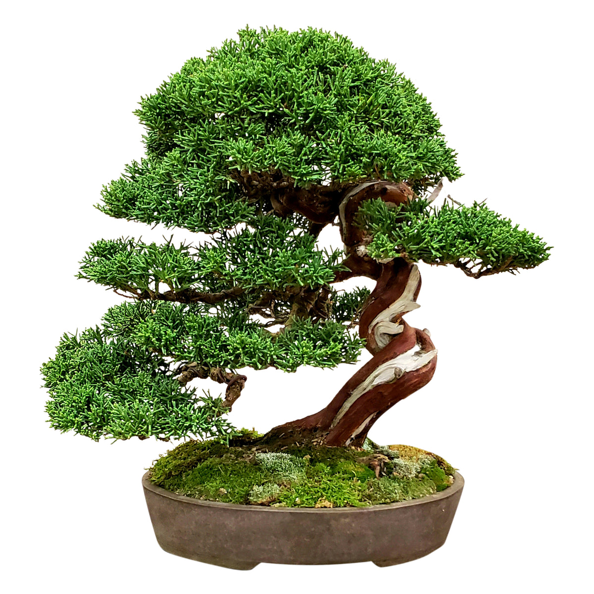 bonsai