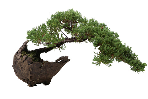 Juniper (Juniperus) Care Sheet – Superfly Bonsai