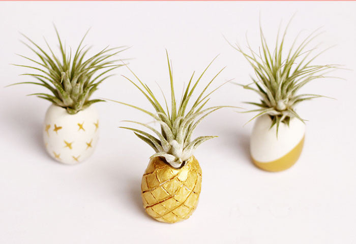 7 DIY Air Plant Holders