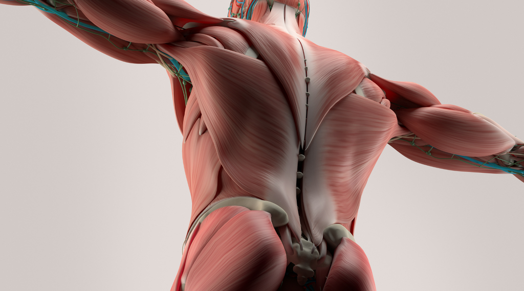 Image depicting human body muscles