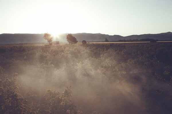 Blumenfeld Grasse