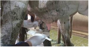 Control de mastitis en vacas lecheras