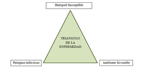 Triángulo enfermedad de los hongos