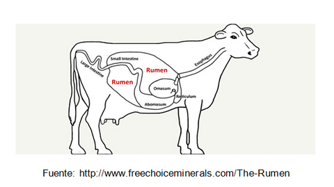 Digestión de Rumiantes
