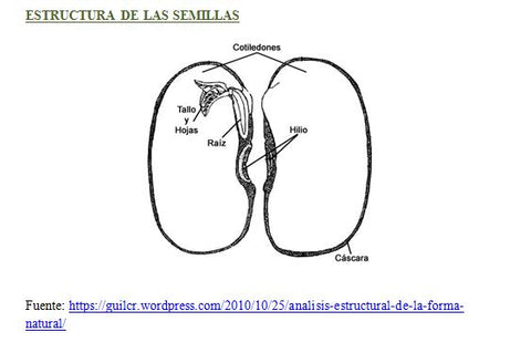 Estructura de las semillas