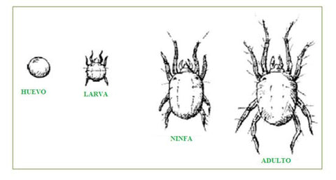 Ciclo de vida de los ácaros