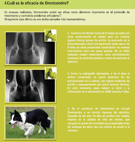 Ejemplo de eficacia del condroprotector para perros Omnicondro en un Border Collie