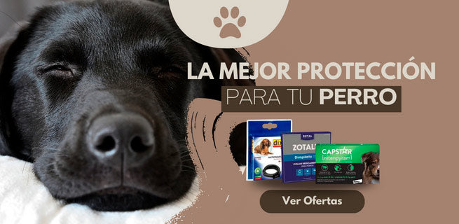 antiparasitarios para perros