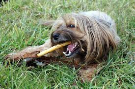 Perro mordiendo stick dental