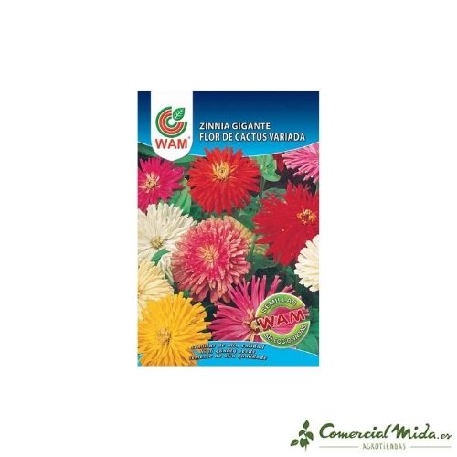 Sementes de Zínia Gigante WAM Flor de Cacto Variada 0,9 gr – Comercial Mida