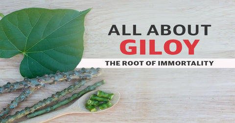 Giloy powder - Singal's - Indian Grocery Store
