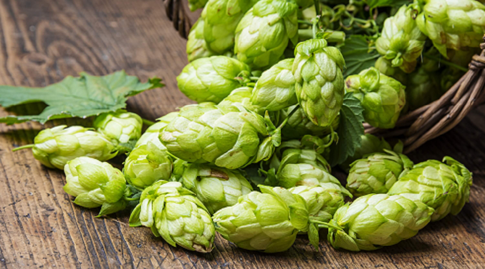 citra hops