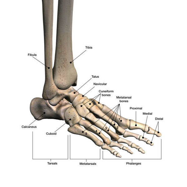 Bones in the feet