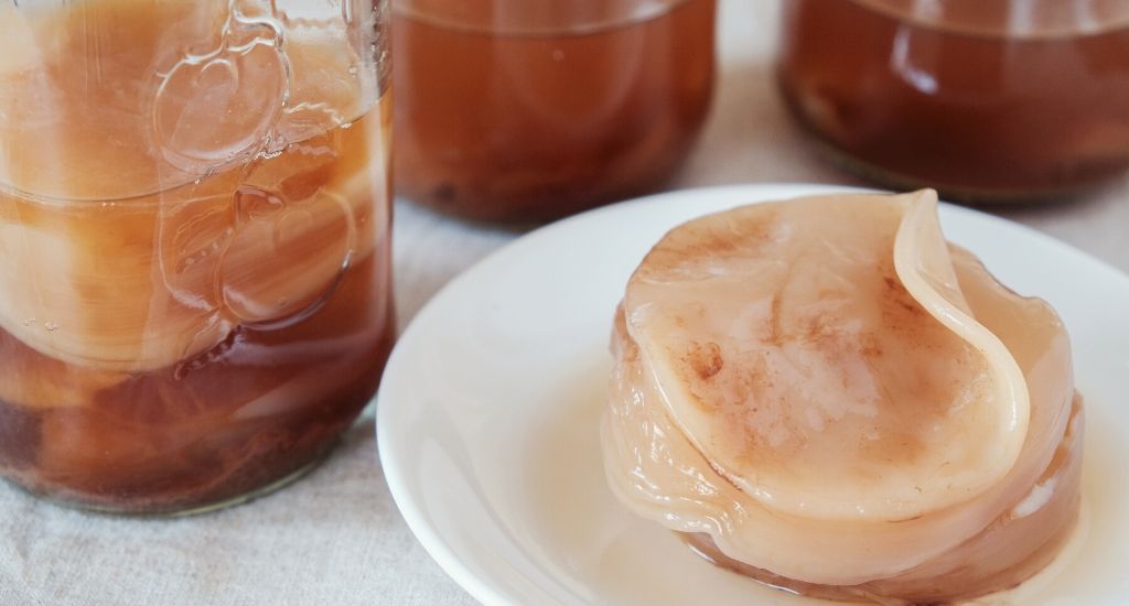 Komboucha - scoby fungus