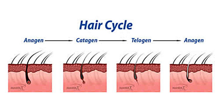 The Hair Growth Cycle - HairMax UK