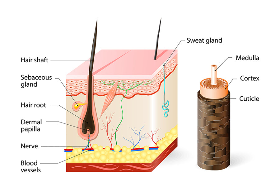 Drawing shows how hair follicle was divided into three parts  Download  Scientific Diagram