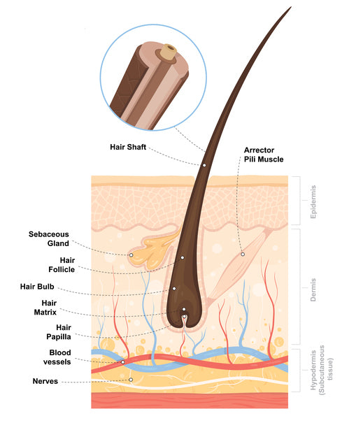 The Anatomy Of The Hair Follicle Hairmax Uk