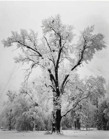 Ansel Adams Exhibition, Atlas Gallery, London