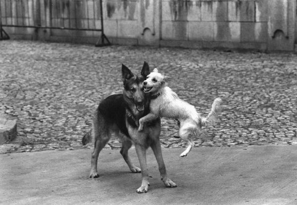 Photo: Dogs by Elliott Erwitt