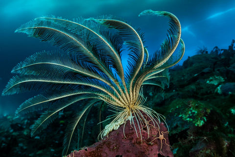 National Geographic, Underwater Images by Laurent Ballesta