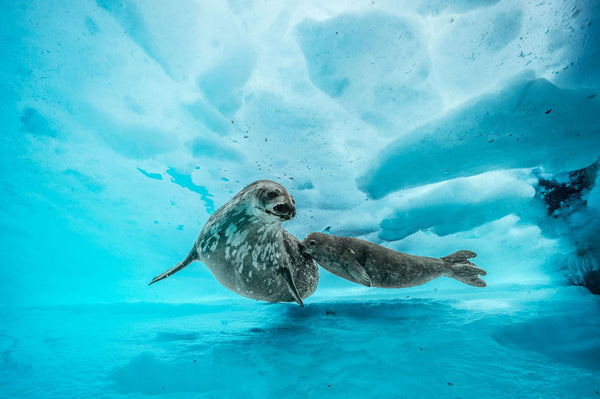 National Geographic, Underwater Images by Laurent Ballesta