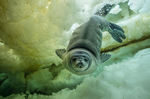 National Geographic, Underwater Images by Laurent Ballesta