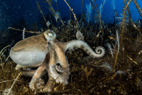 National Geographic, Underwater Images by Laurent Ballesta