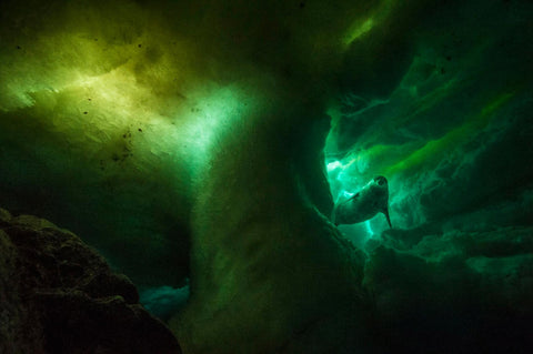 Under Antarctica Photo for National Geographic by Laurent Ballesta