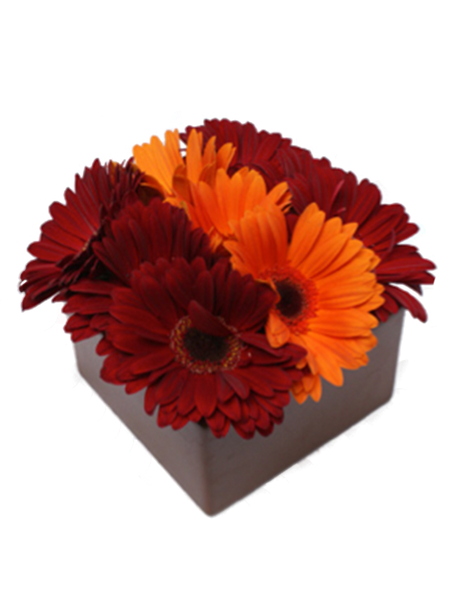 Gerbera Daisies | Autumn Flowers Online – Somerset Flowers & Gifts