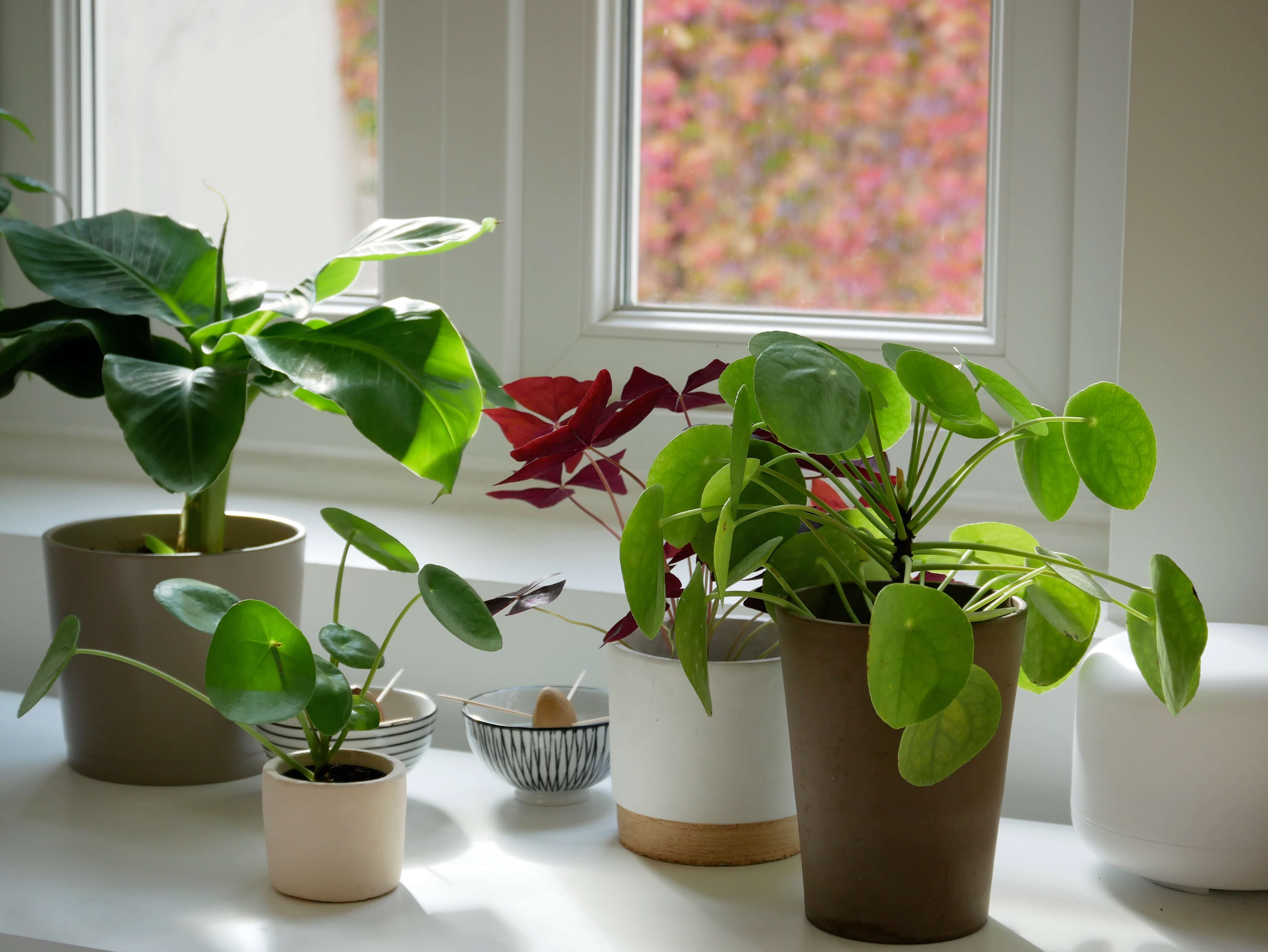 Pilea peperomioides - plante pour intérieurs & terrariums