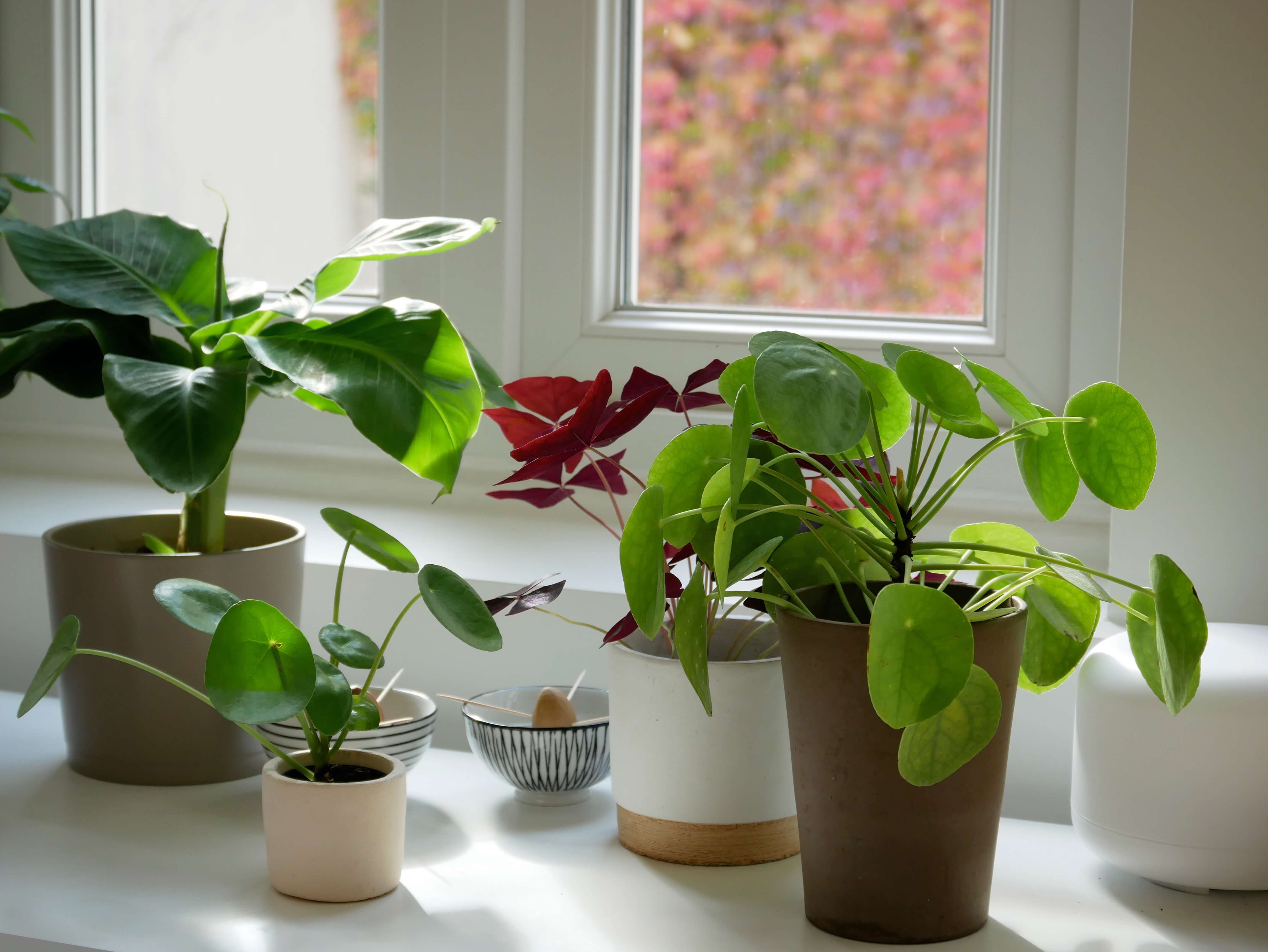 Guide de survie des plantes d'intérieur en hiver - YAMAYAMA