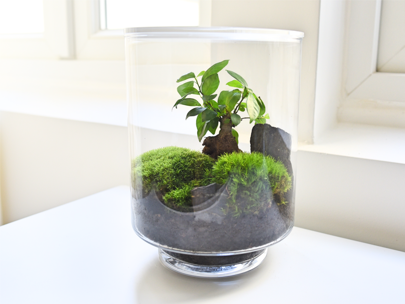 Terrarium en kit : le concept Yamayama – YAMAYAMA